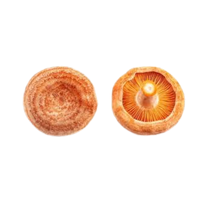 Milkcap | Mushrooms with Names and Types