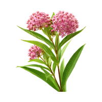 Milkweed | Desert Flowers with Names and Types