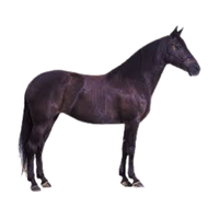 Missouri Fox | Horses with Names and Types