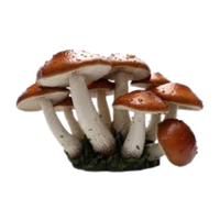 Moisture | Mushrooms with Names and Types