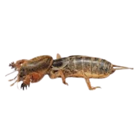 Mole cricket | Crawling Insects Names