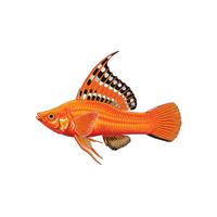 Molly | Fish with Names and Types