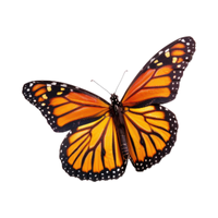 Monarch | Butterflies with Names and Types