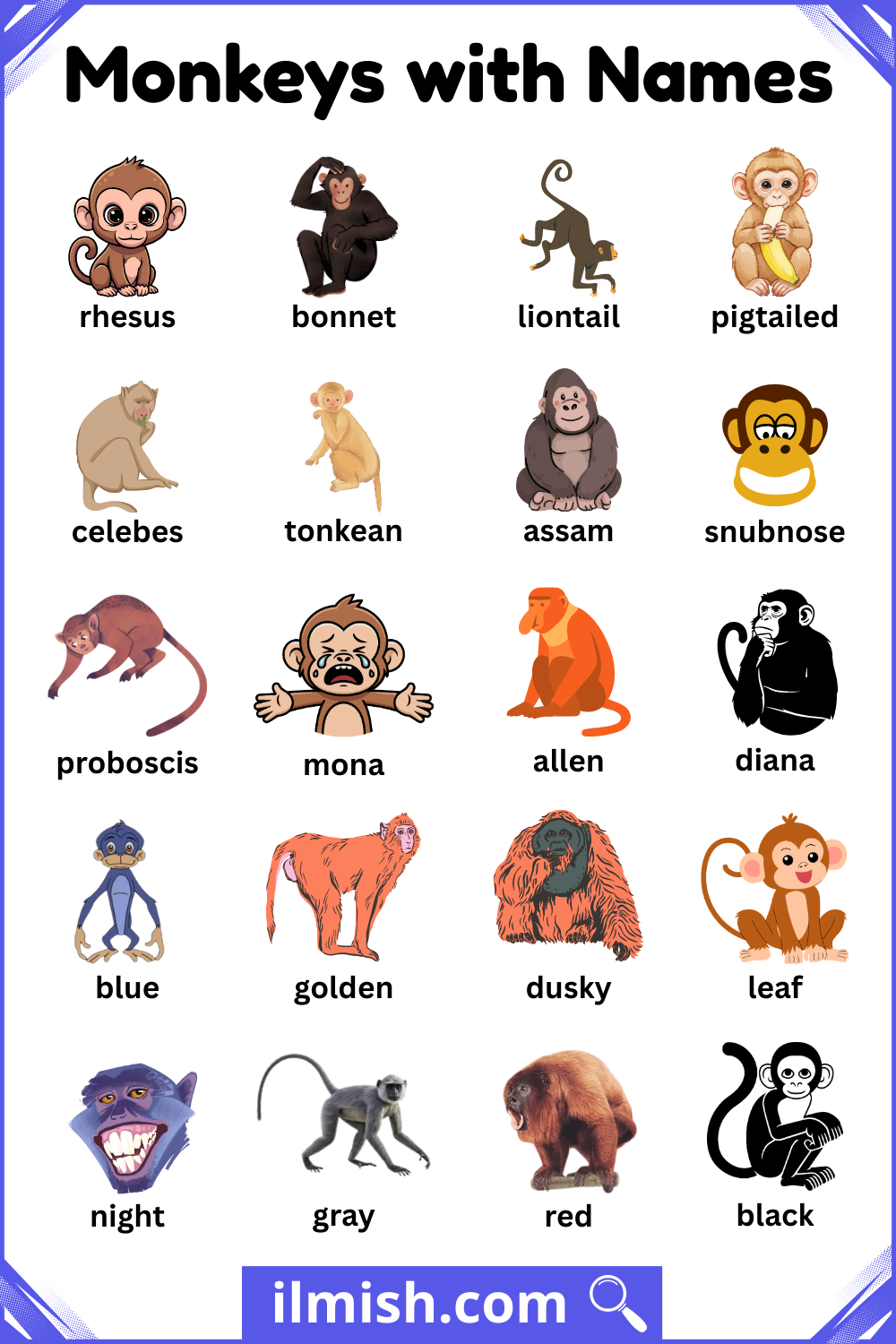 Monkeys Names and Types in English with Images