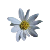 Monoptilon | Desert Flowers with Names and Types