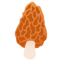 Morel | Mushrooms with Names and Types