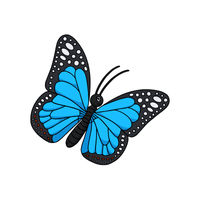 Morpho | Butterflies with Names and Types