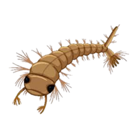 Mosquito larva | Crawling Insects Names