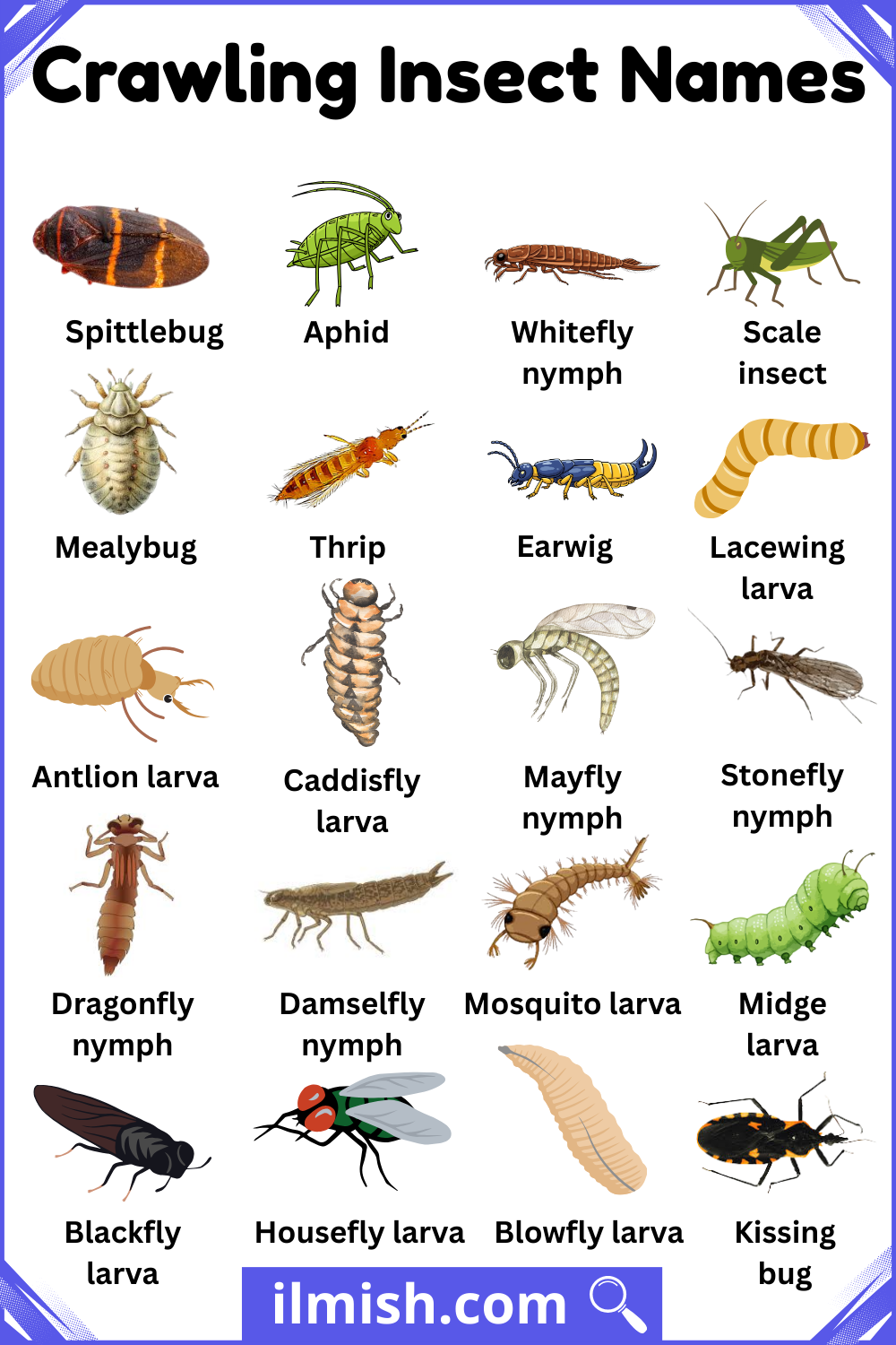 Most Common Insects Names with Pictures