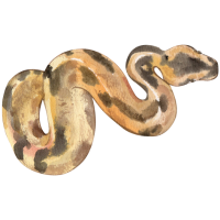 Mud | Snakes with Names and Types