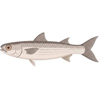 Mullet | Fish with Names and Types