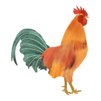 Naked Neck | Chickens with Names and Types