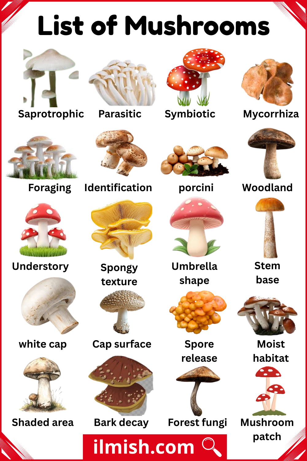 Name of Mushrooms with Their Picture