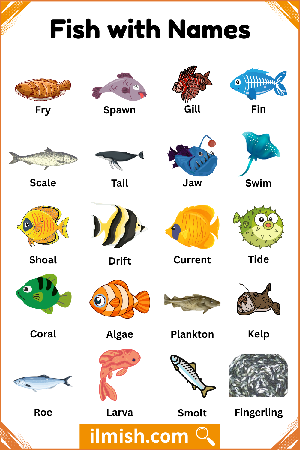 Names And Types of Fish with Pictures