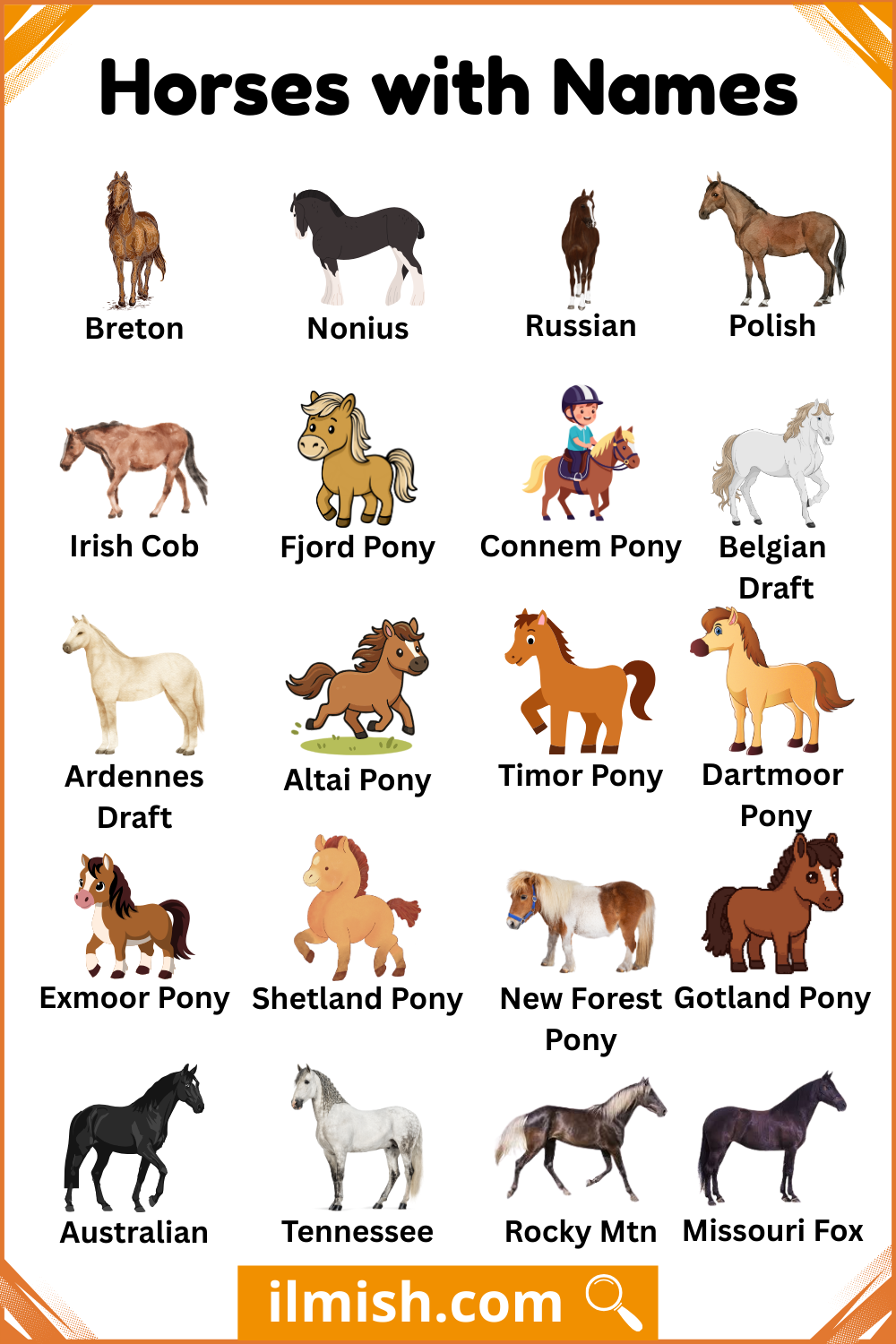 Names And Types of Horses with Pictures
