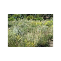 Nativegrass | Swards with Types and Names