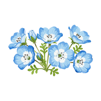Nemophila | Desert Flowers with Names and Types
