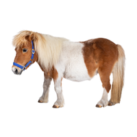 New Forest Pony | Horses with Names and Types