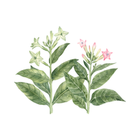 Nicotiana | Desert Flowers with Names and Types