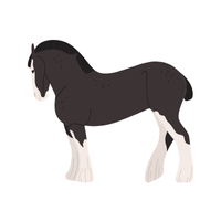 Nonius | Horses with Names and Types