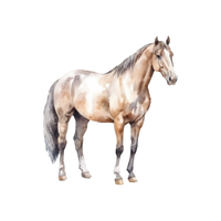 Novokirg | Horses with Names and Types