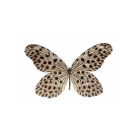 Nymphalid | Butterflies with Names and Types