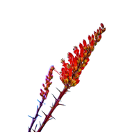 Ocotillo | Desert Flowers with Names and Types