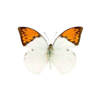 Orange Tip | Butterflies with Names and Types