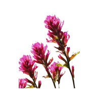 Orthocarpus | Desert Flowers with Names and Types