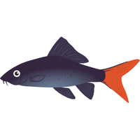Oscar | Fish with Names and Types