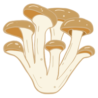 Oyster | Mushrooms with Names and Types