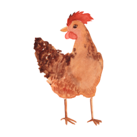 Padovana | Chickens with Names and Types