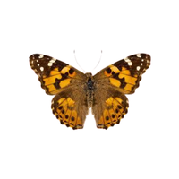 Painted Lady | Butterflies with Names and Types