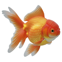 Pangas | Fish with Names and Types