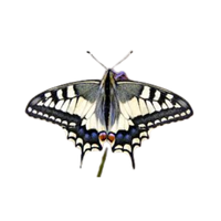 Papilionid | Butterflies with Names and Types
