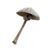 Parasola | Mushrooms with Names and Types