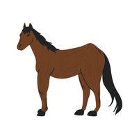 Paso | Horses with Names and Types
