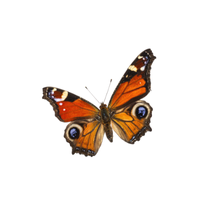 Peacock | Butterflies with Names and Types