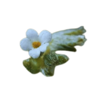 Pectocarya | Desert Flowers with Names and Types