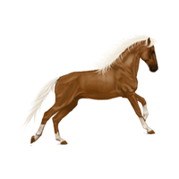 Perch | Horses with Names and Types