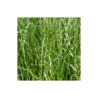 Perennialgrass
