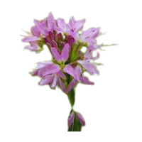 Peritoma | Desert Flowers with Names and Types