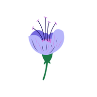 Phacelia | Desert Flowers with Names and Types