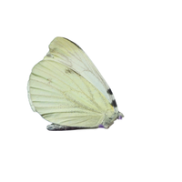 Pierid | Butterflies with Names and Types