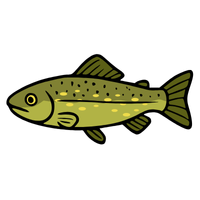 Pike | Fish with Names and Types