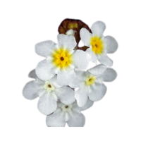 Plagiobothrys | Desert Flowers with Names and Types