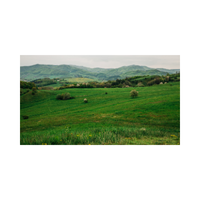 Plain | Swards with Types and Names