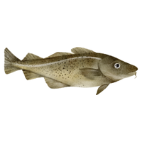 Plankton | Fish with Names and Types