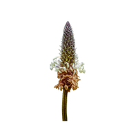 Plantago | Desert Flowers with Names and Types