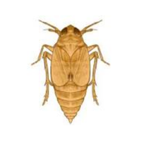 Planthopper | Crawling Insects Names